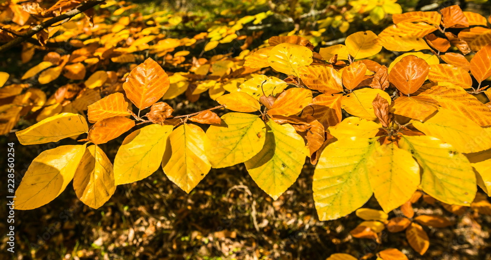 Φωτογραφία Bright golden yellow and orange leaves of beech tree, sunny October day in a par