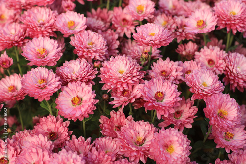 A lot of delicate pink chrysanthemums.