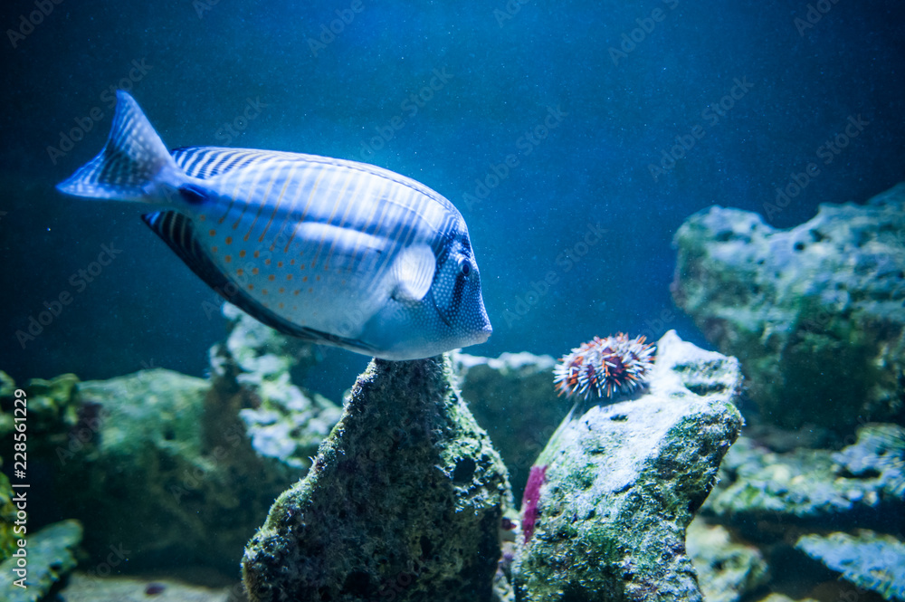 Fototapeta premium Zebrasoma desjardinii, fish swimming in the ocean, against a background of corals