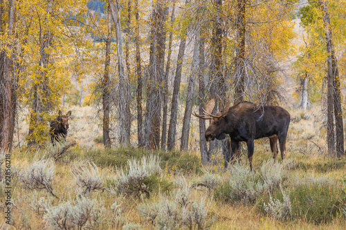 Bull and Cow Shiras Moose Rutting in Fall