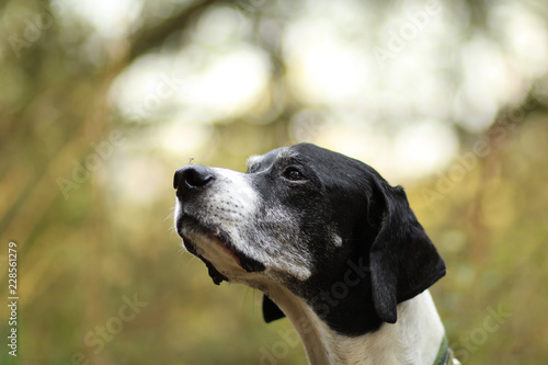 Mücke auf Hundeschnauze; midge on dogs nose