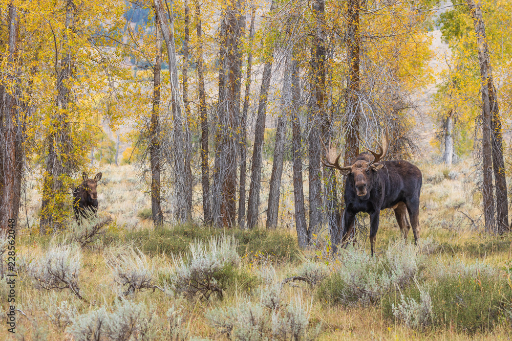 Bull and Cow Shiras Moose Rutting in Fall Bull and Cow Shiras Moose Rutting in Fall