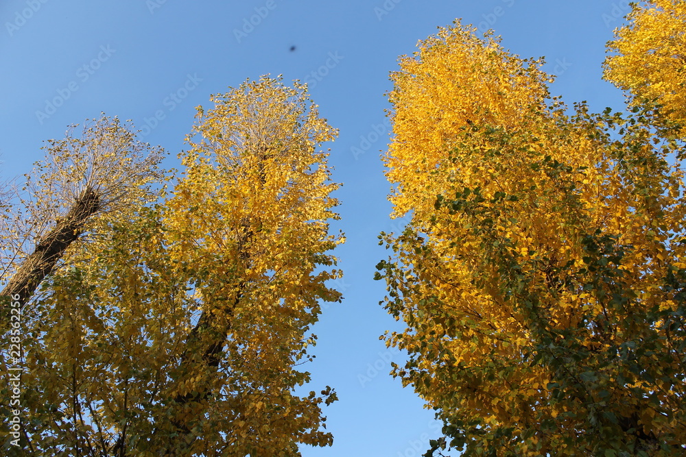 yellow tree in autumn. Tree crown. Autumn tree and sky. Blue sky yellow tree in autumn. Tree crown. Autumn tree and sky. Blue sky