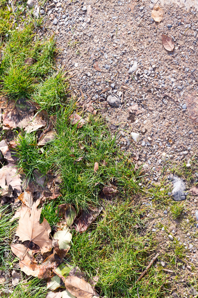 A grass lawn covered with fallen maple leaves. A grass lawn covered with fallen maple leaves.