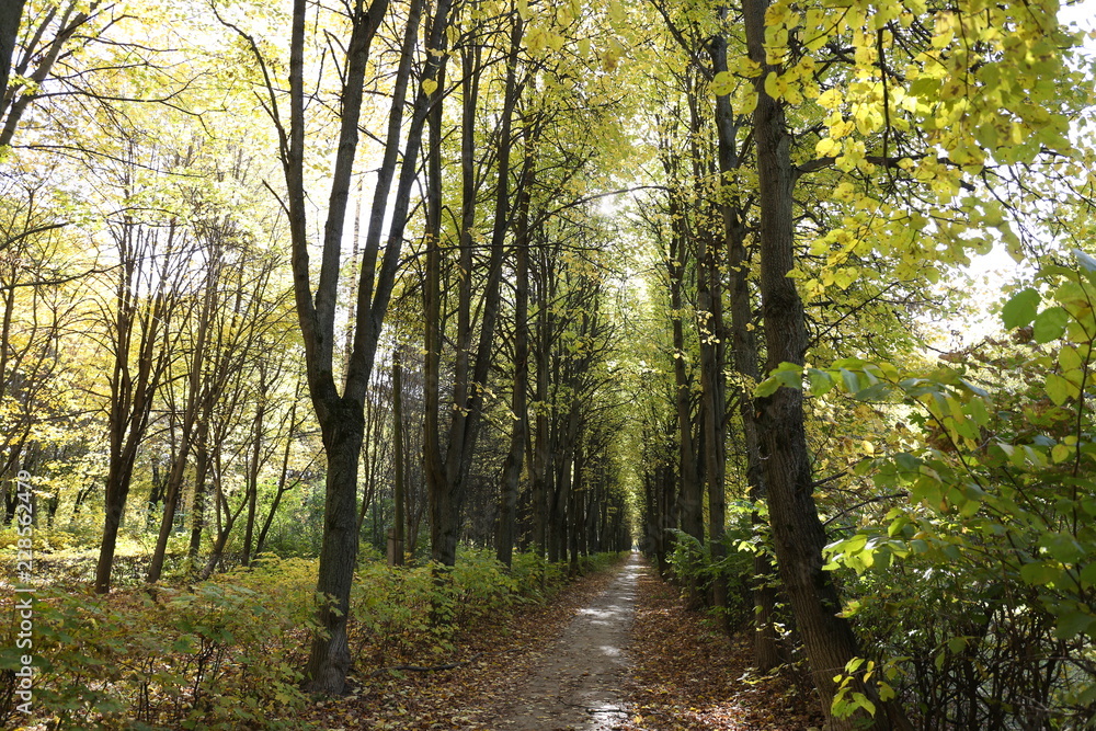 Forest. Beauty of nature