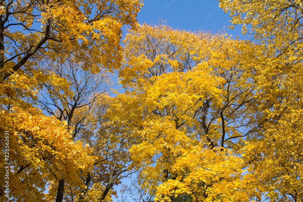 Maple trees with yellow foliage against a blue sky