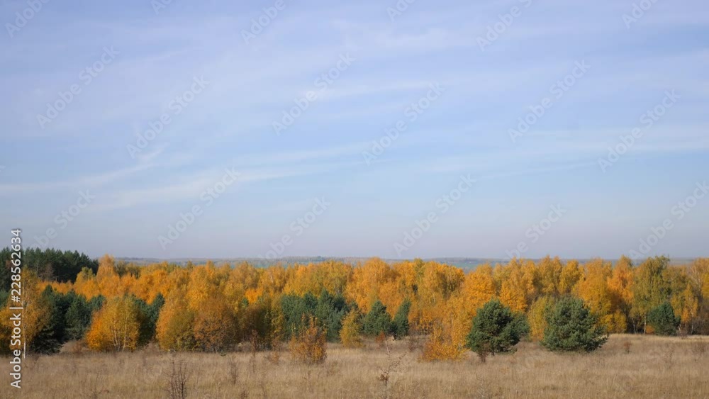 Vast Expanses Of Russia. Golden Autumn. Yellow-red forest on a background of blue sky with small cirrus clouds. Vast Expanses Of Russia. Golden Autumn. Yellow-red forest on a background of blue sky with small cirrus clouds.