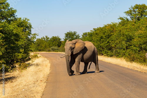 Elephant in Kruger Park cross the road 
