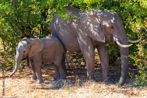 Baby and young Elephant and his mother  in Kruger Park