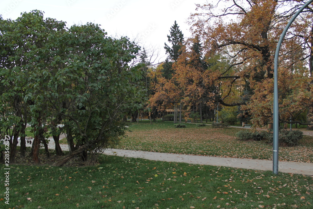 autumn landscape trees