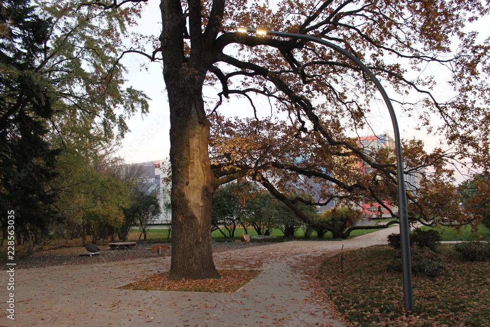 Fototapeta premium autumn landscape trees