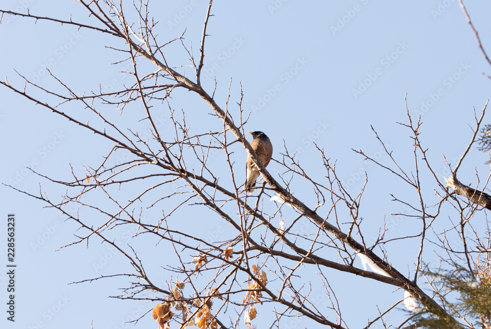 bird on a tree bird on a tree