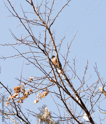 bird on a tree