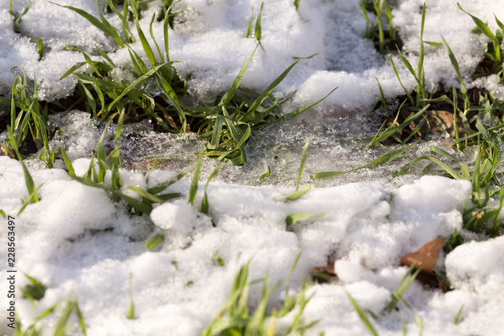 grass under the snow grass under the snow