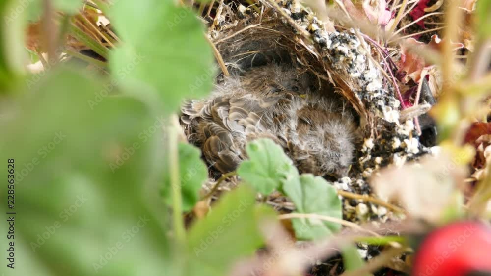 Nest In The Tree With Cute Little Baby Birds Hiding Inside Nest In The Tree With Cute Little Baby Birds Hiding Inside