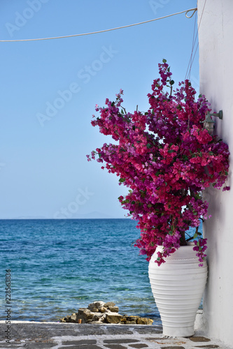 Ile grecque, vase avec bougainvillier devant la mer