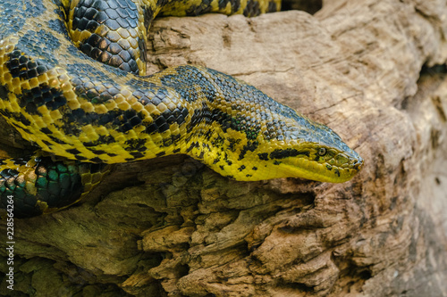 Фотография The green anaconda focuses on a prey.