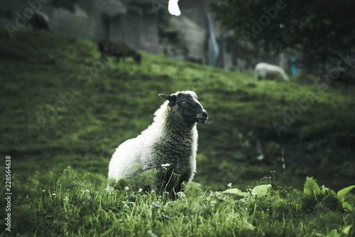 NOT_SO_LONELY_SHEEP