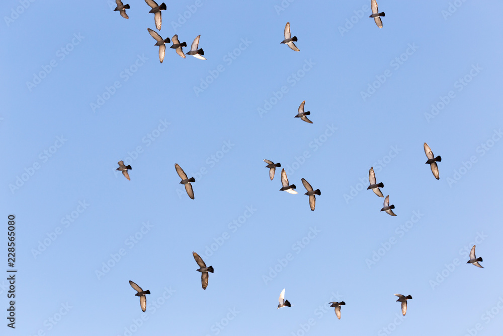 Flock of Rock Pigeons Flying in a Blue Sky Flock of Rock Pigeons Flying in a Blue Sky