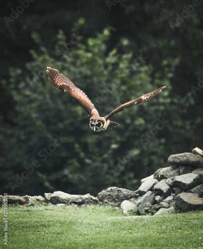 FREEFLIGHT