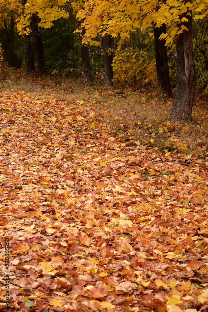 Dry autumn fallen leaves on the ground Dry autumn fallen leaves on the ground