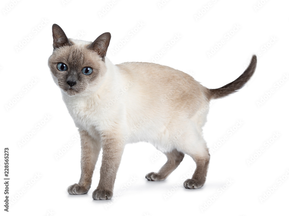 Senior blue point Thai cat standing side ways, looking down with blue wise eyes. Isolated on white background. Tail fierce in air.