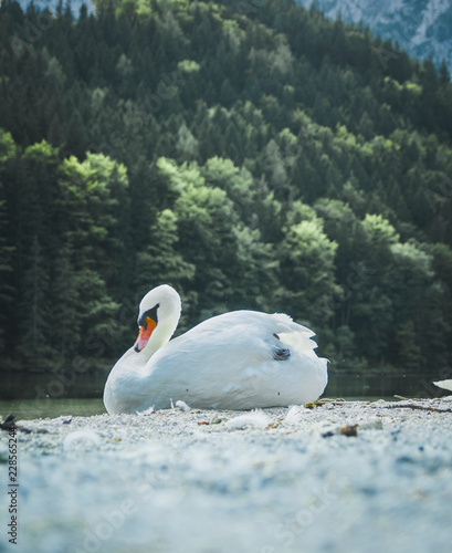 SWAN_PORTRAIT
