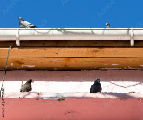 A shot of a row of feral pigeons sitting above the gutter of a house.