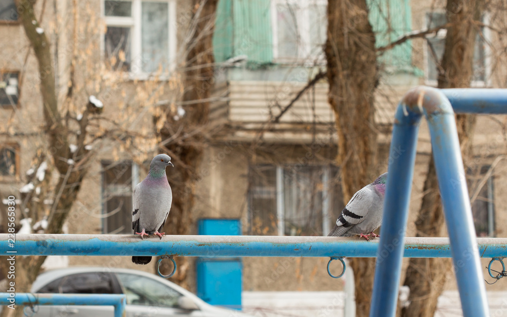 Fototapeta premium Two birds dove sits