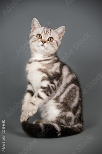 Fototapeta Naklejka Na Ścianę i Meble -  Scottish straight shorthair cat on colored backgrounds