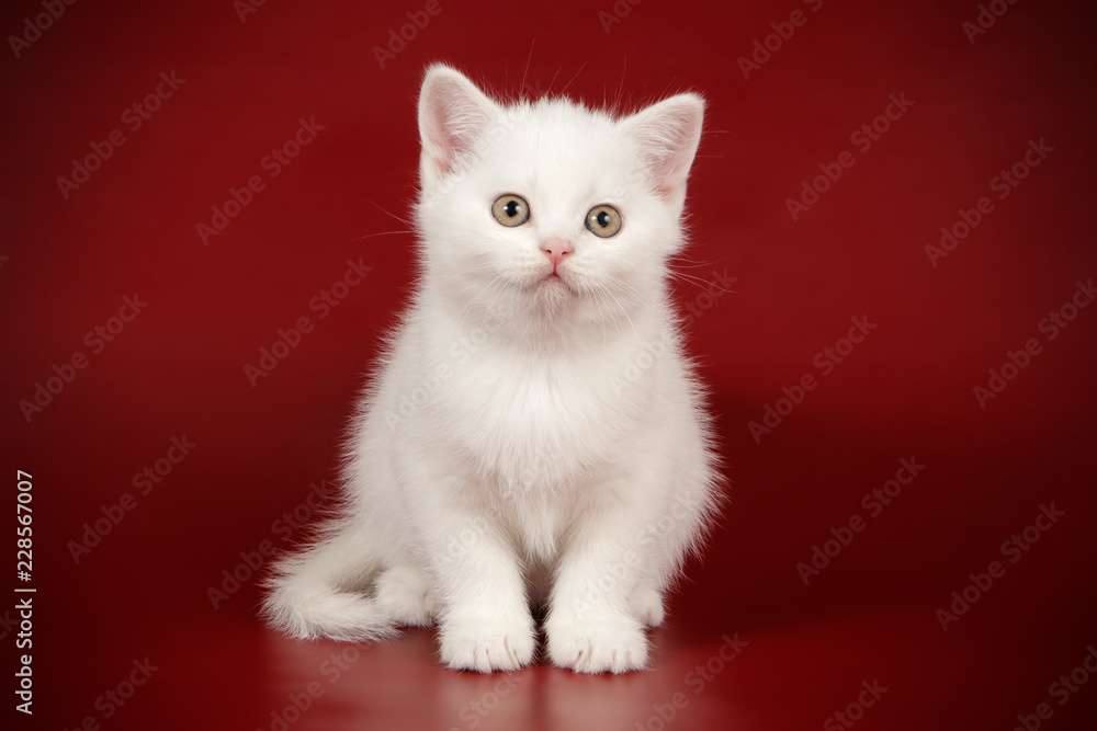 Fototapeta premium Scottish straight shorthair cat on colored backgrounds