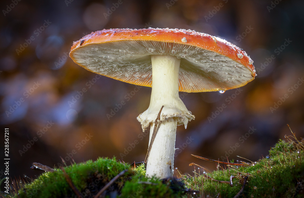 Fototapeta premium Amanita muscaria fly agaric red mushrooms with white spots in grass