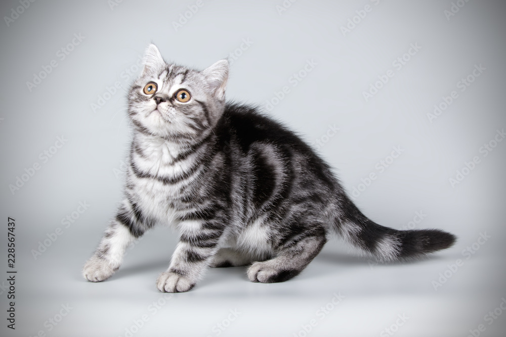Obraz premium Scottish straight shorthair cat on colored backgrounds