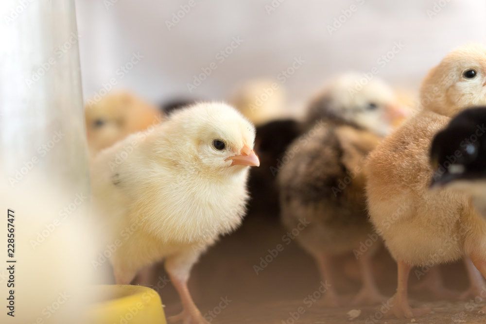 Newborn chickens