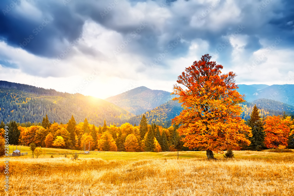 Fototapeta premium Mountain autumn landscape with colorful forest