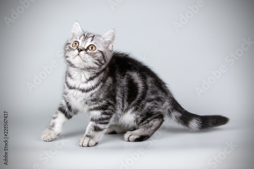 Scottish straight shorthair cat on colored backgrounds