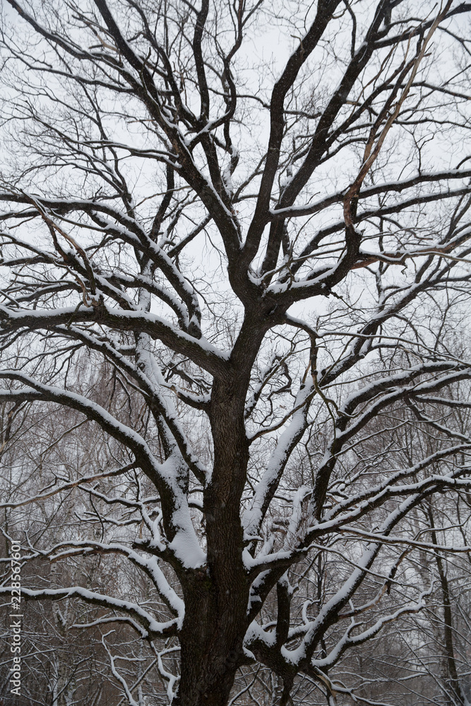 Snowfall in the city. Snow-covered trees in the city Park. Snowfall in the city. Snow-covered trees in the city Park.