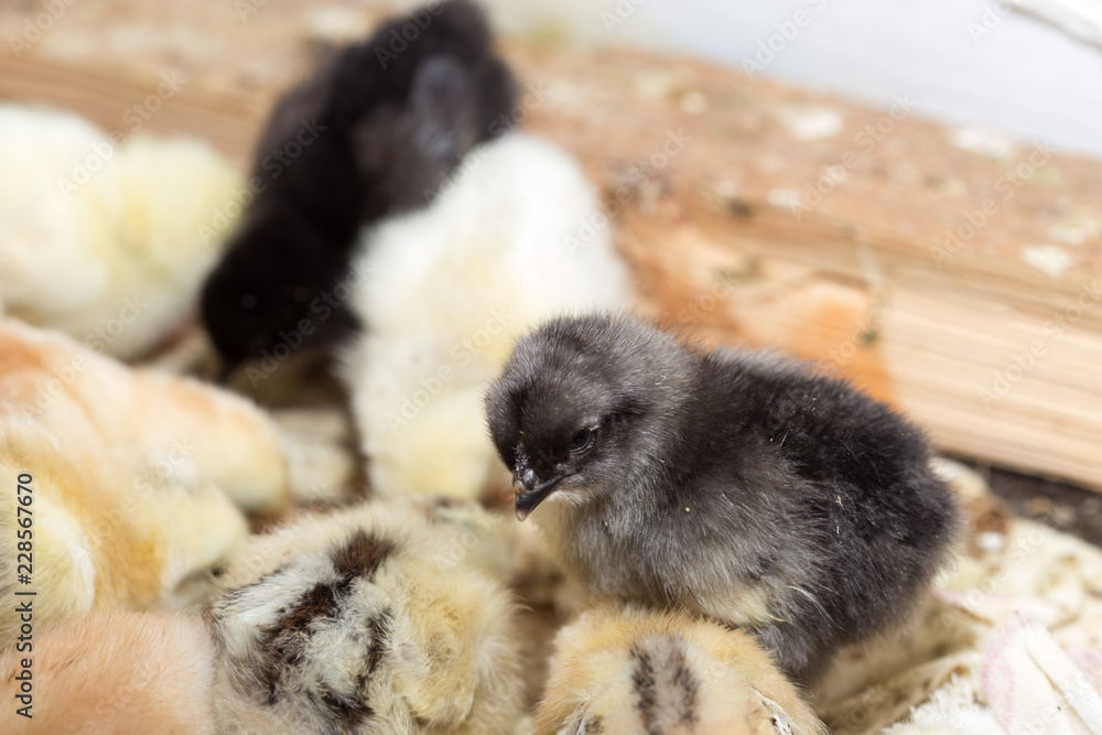 Obraz premium Newborn chickens