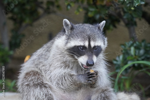 portrait of a raccoon © John