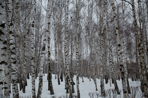 Snowfall in the city. Snow-covered birch trees in a city Park.