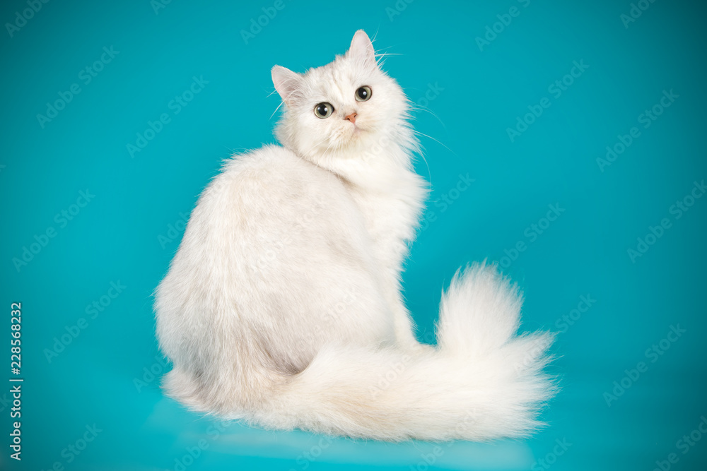 Scottish straight longhair cat on colored backgrounds