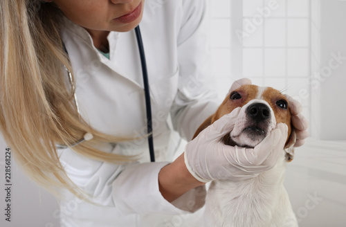 Fototapeta Naklejka Na Ścianę i Meble -  Veterinary care. Jack Russell Terrier suffering from allergy. Dog eyes infection