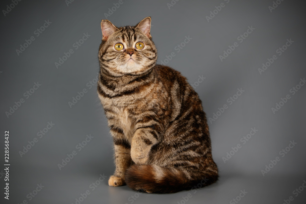 Obraz premium Scottish straight shorthair cat on colored backgrounds