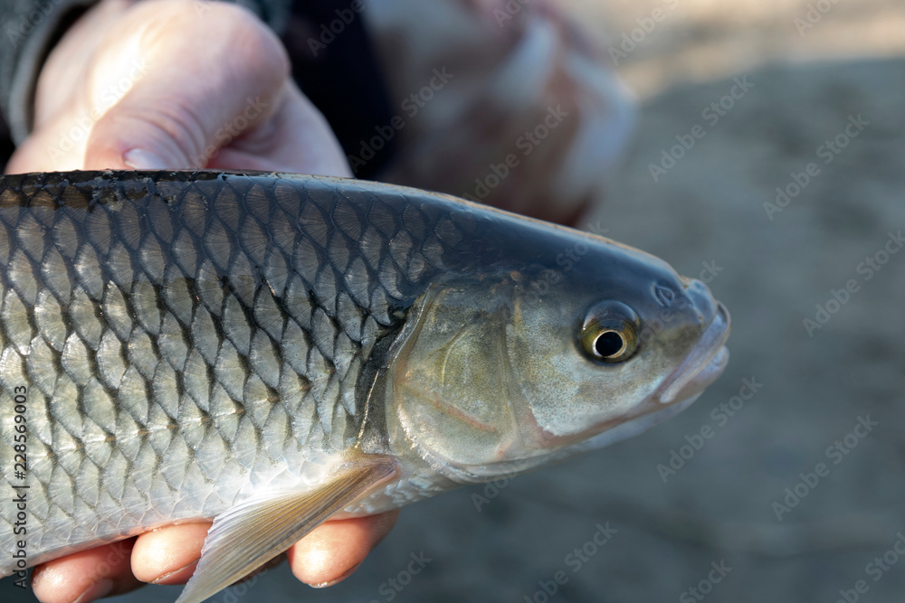 Chub (Squalius cephalus) in the hand of fisherman Chub (Squalius cephalus) in the hand of fisherman