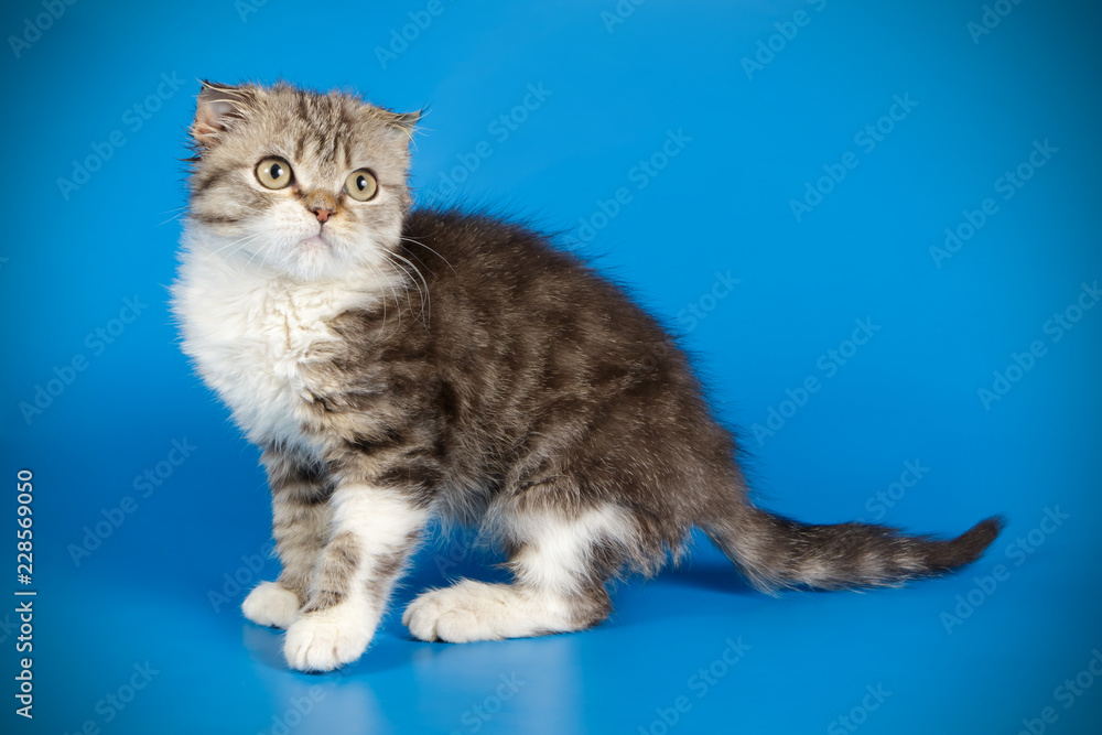 Scottish fold shorthair cat on colored backgrounds