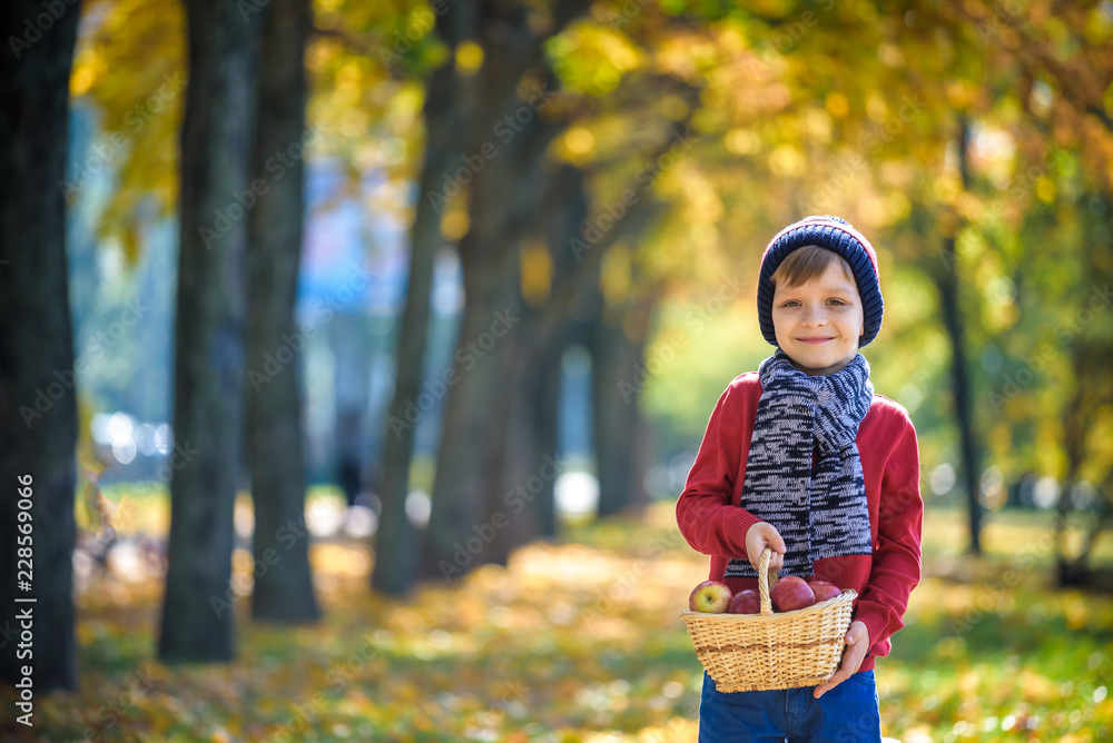 Child picking apples in autumn. Little baby boy playing in apple tree orchard. Kids pick fruit in a basket. Toddler eating fruits at fall harvest. Outdoor fun for children. Healthy nutrition Child picking apples in autumn. Little baby boy playing in apple tree orchard. Kids pick fruit in a basket. Toddler eating fruits at fall harvest. Outdoor fun for children. Healthy nutrition