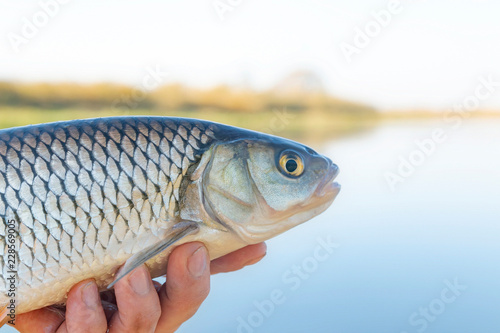 Chub (Squalius cephalus) in the hands of a fisherman against the river