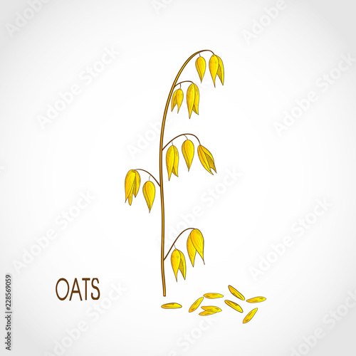 Oats. Corn. Color illustration on white background. Sketch.