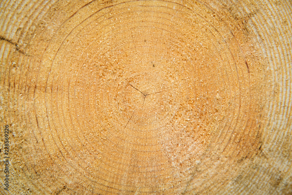 Naklejka premium Cut logs. Cutting of dry wood, industrial logging.