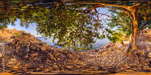 Heissa Island Tree, Aswan, Egypt